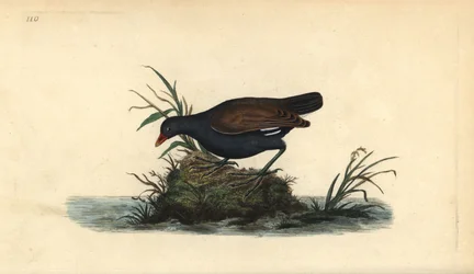 Teichhuhn, Gallinula chloropus. Handkolorierte Kupferplatte von Edward Donovan aus seinem eigenen „Natural History of British Birds“