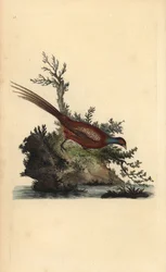 Fasan, Phasianus colchicus. Handkolorierter Kupferstich gezeichnet und gestochen von Edward Donovan aus seinem eigenen „Natural History of British Birds“, London