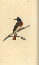 Gartenrotschwanz, Phoenicurus phoenicurus. Handkolorierte Kupferstichzeichnung und -gravur von Edward Donovan aus seiner Natural History of British Birds, London