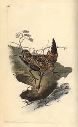 Bekassine, Gallinago gallinago, fängt einen Wurm. Handkolorierte Kupferplatte gezeichnet und graviert von Edward Donovan aus seiner Natural History of British Birds, London
