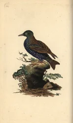 Star, Sturnus vulgaris. Handkolorierte Kupferstichzeichnung und -gravur von Edward Donovan aus seinem eigenen „Natural History of British Birds“, London