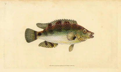 Korkflügel-Lippfisch, Symphodus melops (Goldfinne, Labrus cornubius). Handkolorierte Kupferstichzeichnung und -gravur von Edward Donovan aus seiner Natural History of British Fishes, Donovan und F.C. und J. Rivington, London