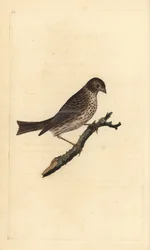 Rohrammer (Miliaria calandra). Handkolorierter Kupferstich von Edward Donovan aus seinem Werk „Natural History of British Birds“, London