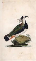 Kiebitz. Vanellus vanellus (Tringa vanellus). Kupferstich von Edward Donovan (1768-1837), veröffentlicht in Histoire naturelle des oiseaux britanniques, London