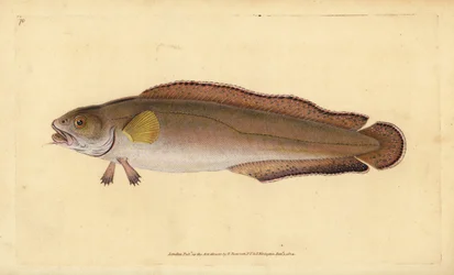 Lumb, Brosme brosme (Brosme oder Schottischer Torsk, Gadus brosme). Handkolorierter Kupferstich von Edward Donovan aus seiner „Natural History of British Fishes“, Donovan und F.C. und J. Rivington, London