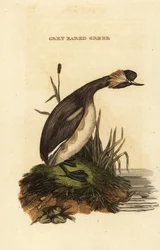 Ohrentaucher oder Horn-Taucher, erwachsen, Podiceps auritus