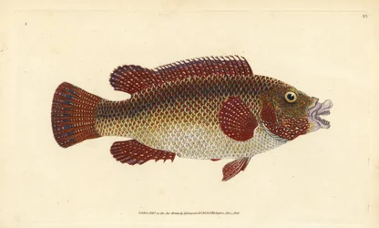 Ostatlantischer Pfauenlippfisch, Symphodus tinca. Handkolorierte Kupferstichzeichnung und -gravur von Edward Donovan aus seiner „Natural History of British Fishes“