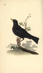 Amsel, Turdus merula. Handkolorierte Kupferplatte, gezeichnet und gestochen von Edward Donovan für seine eigene „Naturgeschichte der britischen Vögel“, London