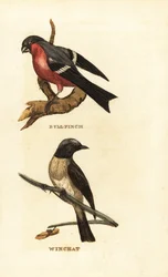Gimpel, Pyrrhula pyrrhula, und Braunkehlchen, Saxicola rubetra