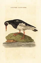 Austernfischer, Haematopus ostralegus