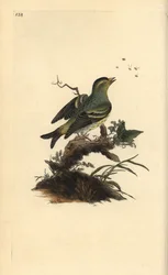 Erlenzeisig, Carduelis spinus. Handkolorierte Kupferstichzeichnung und -gravur von Edward Donovan aus seinem eigenen „Natural History of British Birds“, London