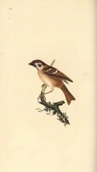 Feldsperling, Passer montanus. Handkolorierter Kupferstich gezeichnet und gestochen von Edward Donovan aus seinem eigenen „Natural History of British Birds“, London