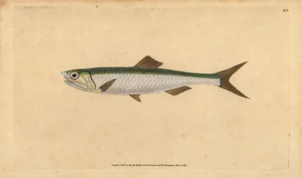Europäische Sardelle, Engraulis encrasicolus (Sardelle, Clupea encrasicolus). Handkolorierte Kupferplatte gezeichnet und graviert von Edward Donovan aus seiner Natural History of British Fishes, Donovan und F.C. und J. Rivington, London