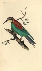 Bienenfresser (Merops apiaster). Handkolorierter Kupferstich von Edward Donovan aus seinem Werk „Natural History of British Birds“ (1794-1819)