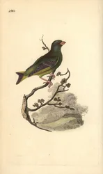 Grünfink (Carduelis chloris). Handkolorierter Kupferstich von Edward Donovan aus seinem Werk „Natural History of British Birds“, London