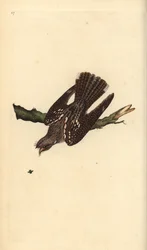 Ziegenmelker, Caprimulgus europaeus. Handkolorierte Kupferstich von Edward Donovan aus seiner Natural History of British Birds, London