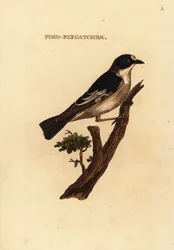 Trauerschnäpper, Ficedula hypoleuca