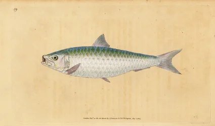 Europäische Sardine, Sardina pilchardus. Handkolorierte Kupferstichzeichnung und -gravur von Edward Donovan aus seiner „Natural History of British Fishes“, Donovan und F.C. und J. Rivington, London