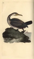 Krähenscharbe, Phalacrocorax aristotelis. Handkolorierter Kupferstich, gezeichnet und gestochen von Edward Donovan, aus seinem eigenen Buch „Natural History of British Birds“, London