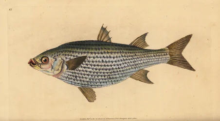 Dickkopfmeeräsche, Mugil cephalus. Handkolorierte Kupferstichzeichnung und -gravur von Edward Donovan aus seiner „Natural History of British Fishes“, Donovan und F.C. und J. Rivington, London