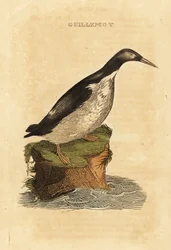Trottellumme, Uria aalge