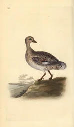 Schnatterente (weiblich), Anas strepera. Handkolorierter Kupferstich gezeichnet und gestochen von Edward Donovan aus seinem eigenen „Natural History of British Birds“, London
