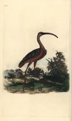 Brauner Sichler, Plegadis falcinellus. Handkolorierter Kupferstich von Edward Donovan aus seiner eigenen „Natural History of British Birds“, London