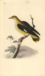 Pirol (Weibchen), Oriolus oriolus. Handkolorierter Kupferstich von Edward Donovan aus seiner eigenen „Natural History of British Birds“, London