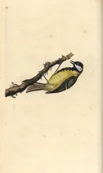 Kohlmeise, Parus major. Handkolorierter Kupferstich von Edward Donovan aus seiner eigenen „Natural History of British Birds“, London