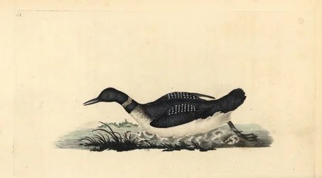 Eistaucher, Gavia immer. Handkolorierter Kupferstich von Edward Donovan aus seiner eigenen „Natural History of British Birds“, London