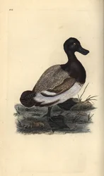 Bergente, Aythya marila. Handkolorierte Kupferplatte gezeichnet und graviert von Edward Donovan aus seiner eigenen „Natural History of British Birds,“ London