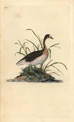 Blässgans, Anser albifrons. Handkolorierte Kupferplatte gezeichnet und graviert von Edward Donovan aus seiner Natural History of British Birds, London