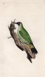Grünspecht, Picus viridis. Kupferstich von Edward Donovan, veröffentlicht in „Histoire naturelle des oiseaux britanniques“