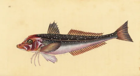 Grauer Knurrhahn, Eutrigla gurnardus (Trigla gurnardus). Handkolorierte Kupferplatte gezeichnet und graviert von Edward Donovan aus seiner Naturgeschichte der britischen Fische, Donovan und F.C. und J. Rivington, London