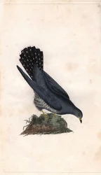 Kuckuck. Cuculus canorus. Kupferstich von Edward Donovan (1768-1837), veröffentlicht in Naturgeschichte der britischen Vögel, London