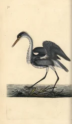 Graureiher, Ardea cinerea. Handkolorierte Kupferstichzeichnung und -gravur von Edward Donovan aus seiner Natural History of British Birds, London