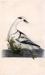 Zwergsäger, Mergus albellus. Kupferstich von Edward Donovan, veröffentlicht in „Histoire naturelle des oiseaux britanniques“