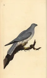 Kornweihe, Circus cyaneus. Handkolorierte Kupferplatte gezeichnet und graviert von Edward Donovan aus seiner eigenen „Natural History of British Birds,“ London