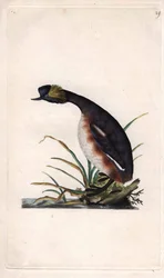 Ohrentaucher. Podiceps auritus (Colymbus auritus). Kupferstich von Edward Donovan (1768-1837), veröffentlicht in Naturgeschichte der britischen Vögel, London