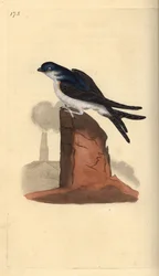 Mehlschwalbe, Delichon urbicum, auf einem Schornstein sitzend. Handkolorierte Kupferstichzeichnung und -gravur von Edward Donovan aus seinem eigenen „Natural History of British Birds“, London