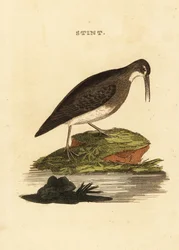 Zwergstrandläufer, Calidris minutilla