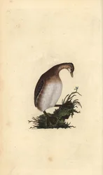 Zwergtaucher, Tachybaptus ruficollis. Handkolorierte Kupferplatte gezeichnet und graviert von Edward Donovan aus seiner Natural History of British Birds, London
