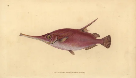 Langstacheliger Schnepfenfisch, Macroramphosus scolopax (Schnepfen- oder Trompetenfisch, Centriscus scolopax). Handkolorierte Kupferplatte gezeichnet und graviert von Edward Donovan aus seiner Natural History of British Fishes, Donovan und F.C. und J. Rivi