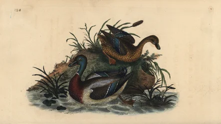 Stockenten, Anas platyrhynchos, Männchen und Weibchen. Handkolorierte Kupferstichgravur aus „Natural History of British Birds“ von Edward Donovan