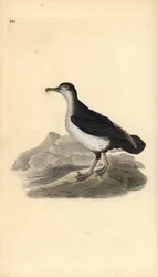 Puffinus puffinus. Handkolorierte Kupferplatte von Edward Donovan aus seinem eigenen „Natural History of British Birds“