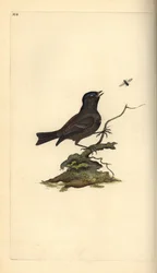 Sumpfmeise, Poecile palustris. Handkolorierte Kupferplatte gezeichnet und graviert von Edward Donovan aus seiner Natural History of British Birds, London