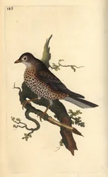Misteldrossel, Turdus viscivorus. Handkolorierter Kupferstich von Edward Donovan aus seiner eigenen „Natural History of British Birds“, London