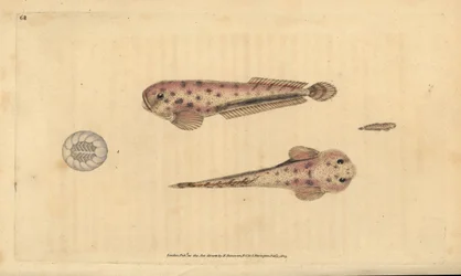 Montaguas Seeschnecke, Liparis montagui (Diminutiver Klumpfisch, Cyclopterus montagui). Handkolorierte Kupferplatte gezeichnet und graviert von Edward Donovan aus seiner Natural History of British Fishes, Donovan und F.C. und J. Rivington, London