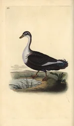 Moschusente (Cairina moschata). Handkolorierter Kupferstich von Edward Donovan aus seinem Werk „Natural History of British Birds“, London