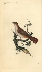 Nachtigall, Luscinia megarhynchos. Handkolorierter Kupferstich gezeichnet und gestochen von Edward Donovan aus seinem eigenen „Natural History of British Birds“, London